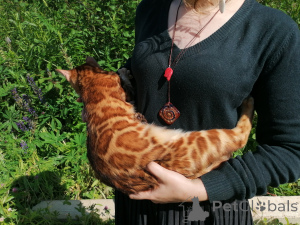 Photo №1. bengal cat - for sale in the city of Ufa | 710$ | Announcement № 150613