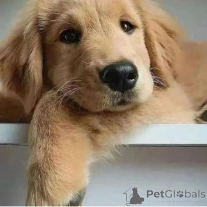 Photo №1. non-pedigree dogs - for sale in the city of Alsdorf | 392$ | Announcement № 166163