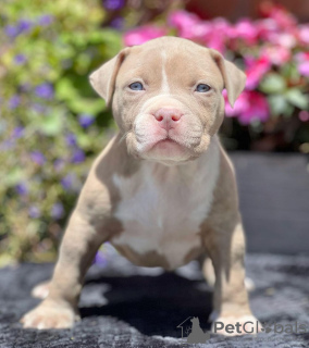 Photo №1. american bully - for sale in the city of Vienna | 740$ | Announcement № 105813