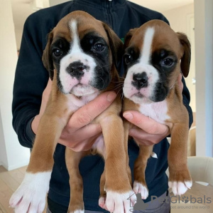 Photo №2 to announcement № 44527 for the sale of boxer - buy in Germany 