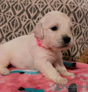 Photo №1. labrador retriever - for sale in the city of Merida | 240$ | Announcement № 128601