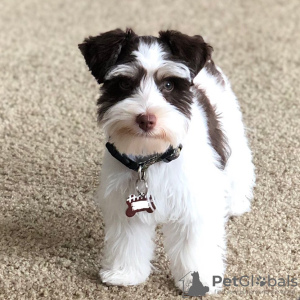 Photo №1. schnauzer - for sale in the city of Chicago | 700$ | Announcement № 15458