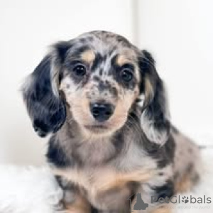Photo №4. I will sell dachshund in the city of Vienna. private announcement, breeder - price - 723$