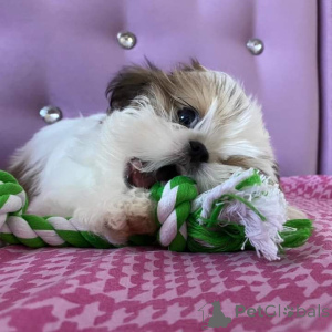 Photo №2 to announcement № 163019 for the sale of shih tzu - buy in Austria 
