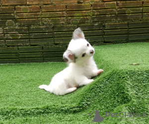 Photo №2 to announcement № 132046 for the sale of chihuahua - buy in Serbia breeder