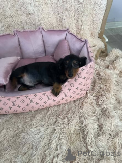 Photo №4. I will sell dachshund in the city of New Garden.  - price - 723$