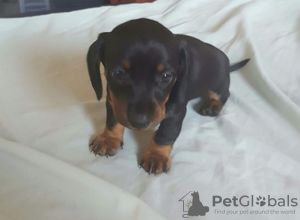 Photo №1. dachshund - for sale in the city of Kreivilä | Is free | Announcement № 124008