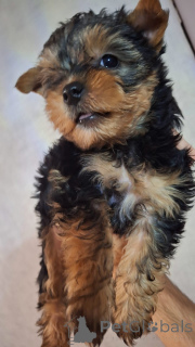 Photo №4. I will sell beaver yorkshire terrier, yorkshire terrier in the city of Pärnu. private announcement, from nursery, breeder - price - 518$