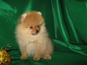 Photo №2 to announcement № 4285 for the sale of pekingese - buy in Russian Federation breeder