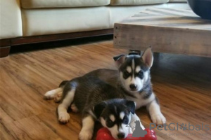 Photo №1. siberian husky - for sale in the city of Uccle | Is free | Announcement № 105586