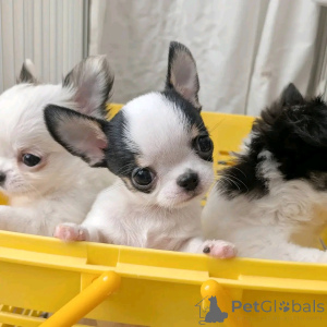 Photo №1. chihuahua - for sale in the city of Barcelona | negotiated | Announcement № 160551