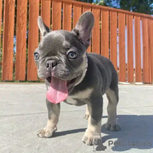 Photo №2 to announcement № 138244 for the sale of beauceron, french bulldog - buy in United States breeder