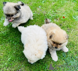 Photo №1. pomeranian - for sale in the city of Bronxville | 450$ | Announcement № 84068