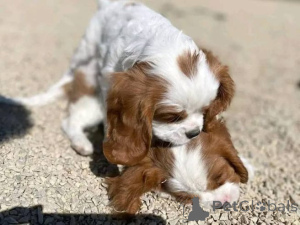 Photo №1. cavalier king charles spaniel - for sale in the city of Münstermaafeld | 599$ | Announcement № 175102