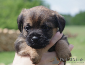 Photo №2 to announcement № 19633 for the sale of border terrier - buy in Poland breeder