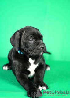 Additional photos: Cane Corso puppies for sale