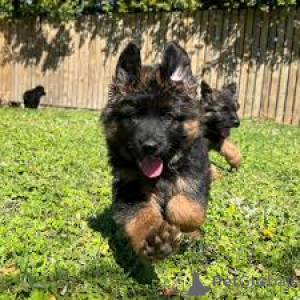 Photo №3. Deutsche Schäferhundwelpen zu verkaufen. Austria