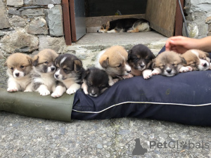Photo №1. welsh corgi - for sale in the city of Даллас | negotiated | Announcement № 12066