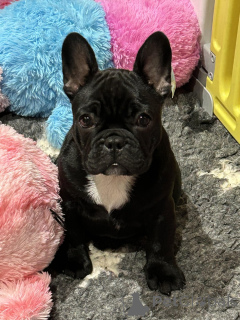 Photo №1. french bulldog - for sale in the city of Lille | Is free | Announcement № 167227