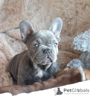 Photo №4. I will sell french bulldog in the city of Munich. private announcement, breeder - price - 423$