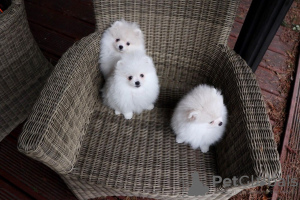 Photo №3. Cute Pomeranian puppies for free adoption. Germany