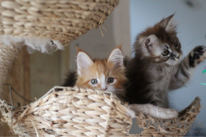 Photo №3. Main Coon kittens with pedigree for Adoption. Germany