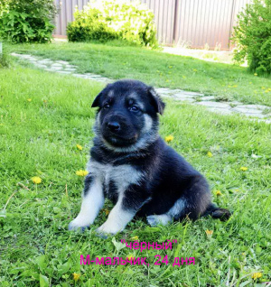 Photo №2 to announcement № 6582 for the sale of east-european shepherd - buy in Belarus breeder