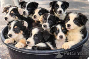 Photo №1. border collie - for sale in the city of Bullhead City | 500$ | Announcement № 161377