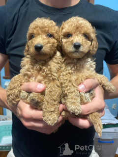 Photo №3. Adorable brown poodle puppies. Serbia