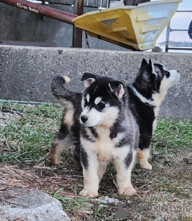 Photo №2 to announcement № 159858 for the sale of  - buy in Lithuania private announcement