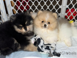 Photo №2 to announcement № 161682 for the sale of  - buy in Canada 