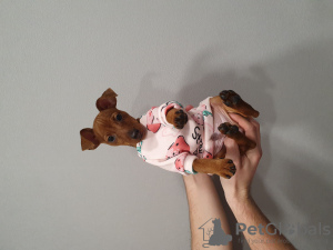 Photo №2 to announcement № 30234 for the sale of miniature pinscher - buy in Belarus private announcement