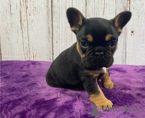 Photo №1. french bulldog - for sale in the city of Zürich | negotiated | Announcement № 19435