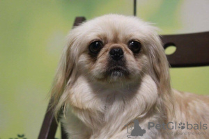 Photo №1. pekingese - for sale in the city of Munich | 740$ | Announcement № 105369
