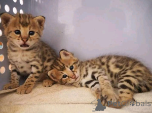 Photo №3. Cute Savanna kittensBusiness Whatsapp 2295825241. Germany