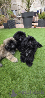 Photo №1. shih tzu - for sale in the city of Amsterdam | 516$ | Announcement № 160816