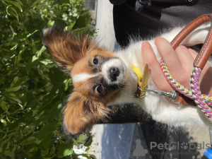 Additional photos: Papillon puppy. Girl. Pedigree. FCI