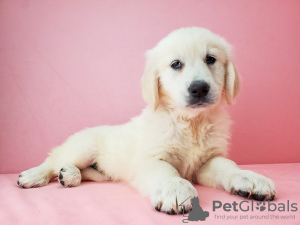 Photo №1. golden retriever - for sale in the city of Kuwait City | Is free | Announcement № 12352