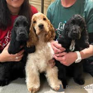 Photo №1. english cocker spaniel - for sale in the city of Amsterdam | 723$ | Announcement № 160793