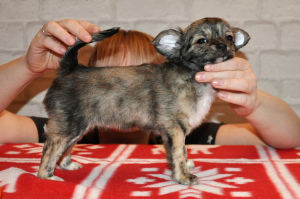 Photo №2 to announcement № 4512 for the sale of chihuahua - buy in Russian Federation from nursery