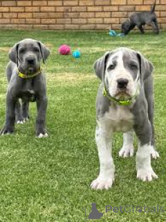 Photo №3. Great Dane puppies for sale. United Kingdom
