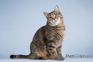 Photo №2 to announcement № 151250 for the sale of  - buy in Russian Federation private announcement