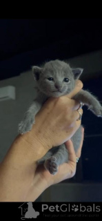 Photo №4. I will sell russian blue in the city of Baku. private announcement - price - negotiated