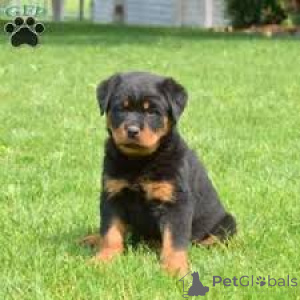 Photo №3. Rottweiler-puppy's te koop. Netherlands