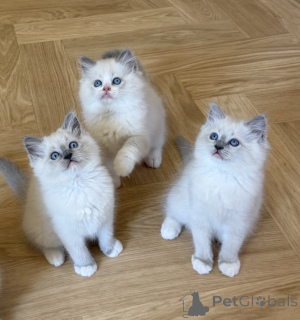 Photo №1. ragdoll - for sale in the city of Charleroi | Is free | Announcement № 171862
