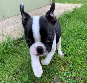 Photo №1. boston terrier - for sale in the city of Ciney | 826$ | Announcement № 172957