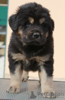 Photo №3. Puppy Buryat-Mongolian wolfhound. Russian Federation