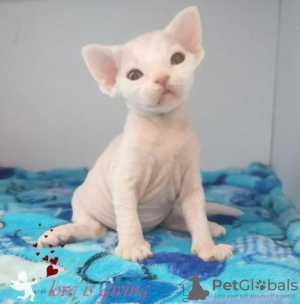 Photo №1. devon rex - for sale in the city of Munich | 211$ | Announcement № 123673