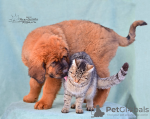 Photo №3. Puppies for sale Buryat dog (Khotosho). Russian Federation