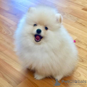 Photo №4. I will sell pomeranian in the city of Утрехт. private announcement - price - 350$